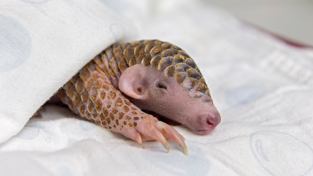 Illustration for article titled If You Can View This List Of Pangolins Without Fantasizing About Eating One…Welcome To The Priesthood!